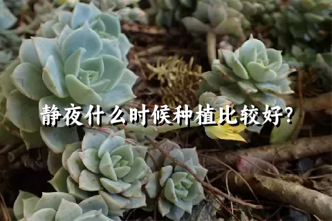 静夜什么时候种植比较好？