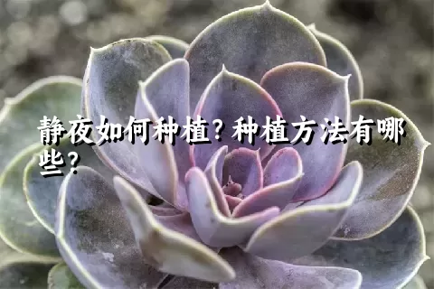 静夜如何种植？种植方法有哪些？