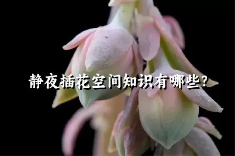 静夜插花空间知识有哪些？