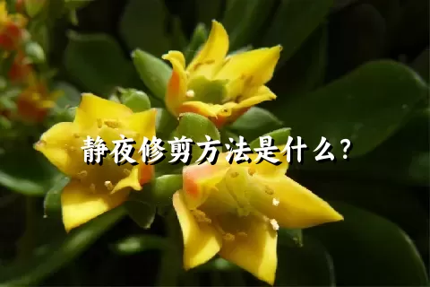 静夜修剪方法是什么？