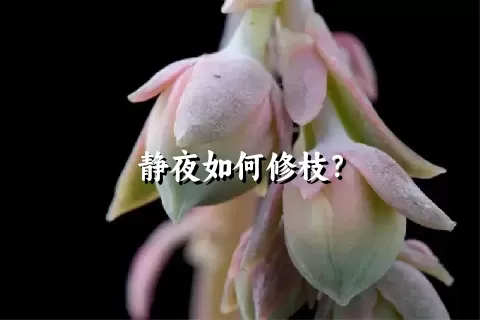 静夜如何修枝？