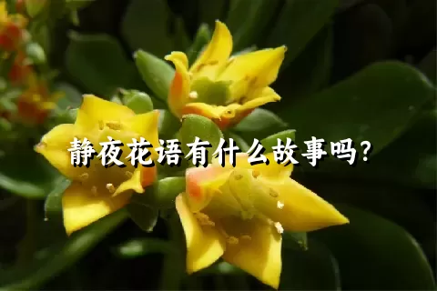 静夜花语有什么故事吗？