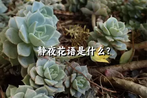 静夜花语是什么？