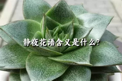 静夜花语含义是什么？