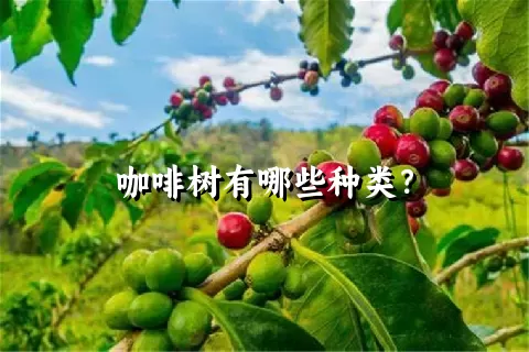 咖啡树有哪些种类？