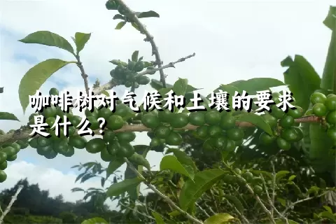 咖啡树对气候和土壤的要求是什么？