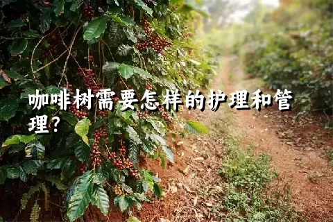 咖啡树需要怎样的护理和管理？