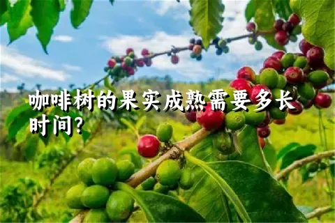 咖啡树的果实成熟需要多长时间？