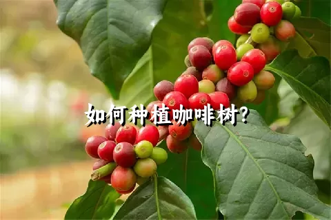 如何种植咖啡树？