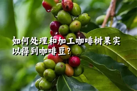 如何处理和加工咖啡树果实以得到咖啡豆？