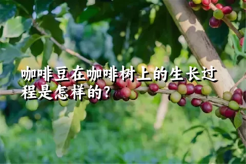 咖啡豆在咖啡树上的生长过程是怎样的？