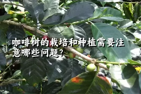 咖啡树的栽培和种植需要注意哪些问题？