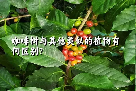 咖啡树与其他类似的植物有何区别？