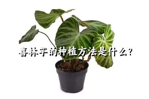 喜林芋的种植方法是什么？