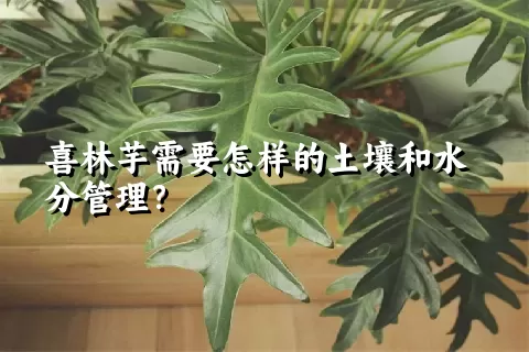 喜林芋需要怎样的土壤和水分管理？