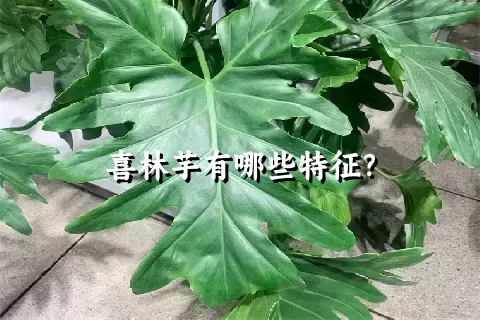 喜林芋有哪些特征？