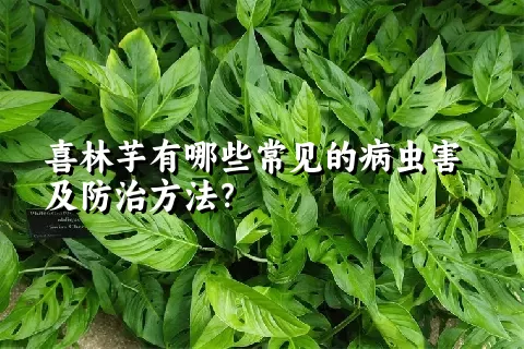 喜林芋有哪些常见的病虫害及防治方法？