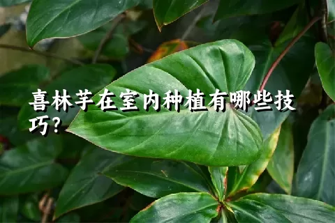 喜林芋在室内种植有哪些技巧？