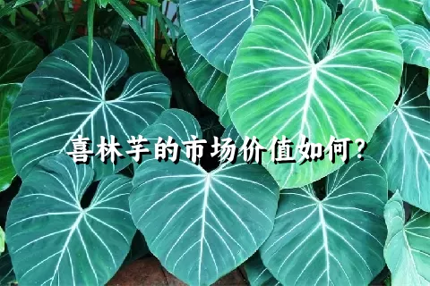 喜林芋的市场价值如何？