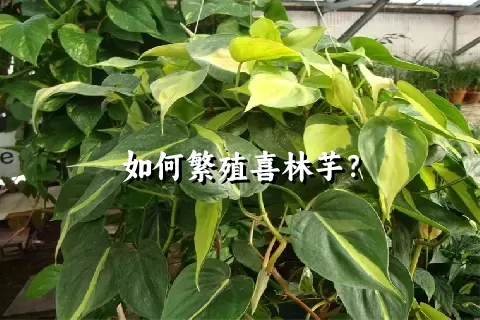 如何繁殖喜林芋？