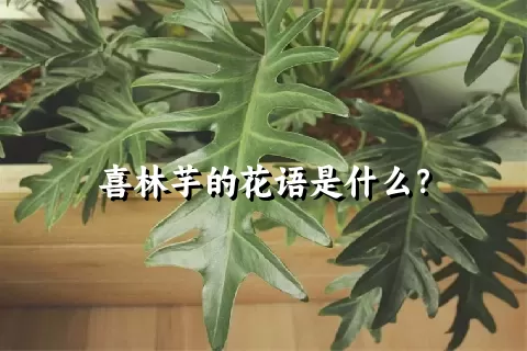 喜林芋的花语是什么？