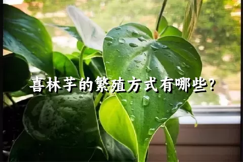 喜林芋的繁殖方式有哪些？