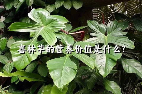 喜林芋的营养价值是什么？