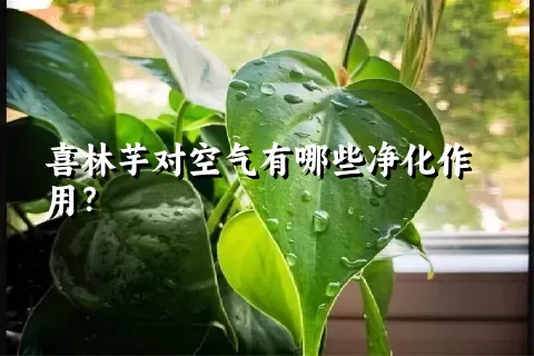 喜林芋对空气有哪些净化作用？