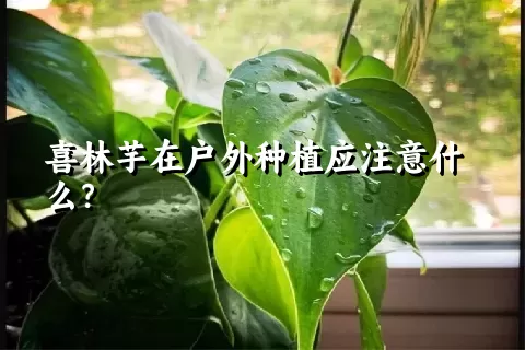 喜林芋在户外种植应注意什么？