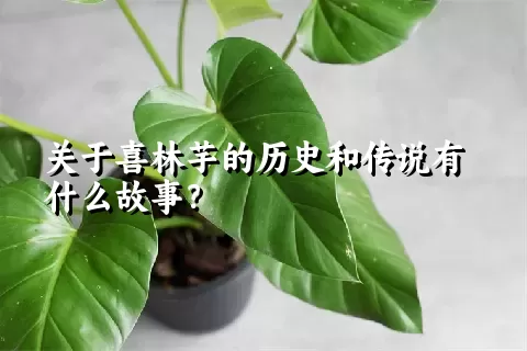 关于喜林芋的历史和传说有什么故事？