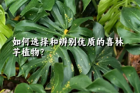 如何选择和辨别优质的喜林芋植物？