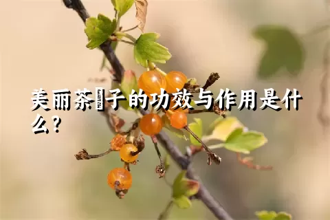 美丽茶藨子的功效与作用是什么？