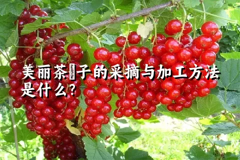 美丽茶藨子的采摘与加工方法是什么？