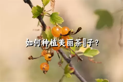 如何种植美丽茶藨子？