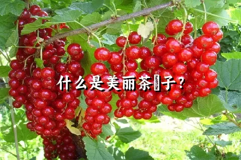 什么是美丽茶藨子？