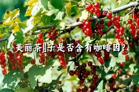 美丽茶藨子是否含有咖啡因？