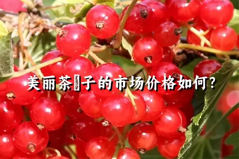 美丽茶藨子的市场价格如何？