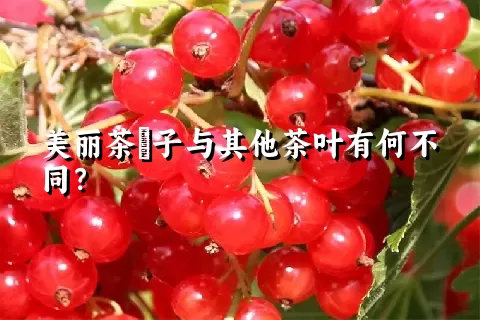 美丽茶藨子与其他茶叶有何不同？