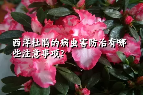 西洋杜鹃的病虫害防治有哪些注意事项？