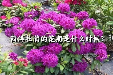 西洋杜鹃的花期是什么时候？