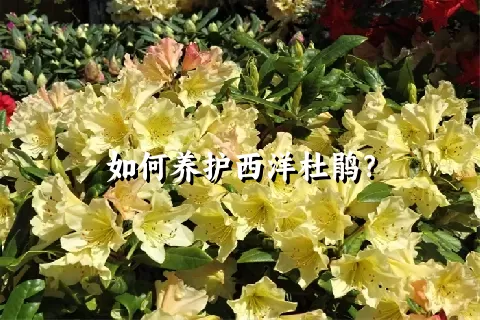 如何养护西洋杜鹃？