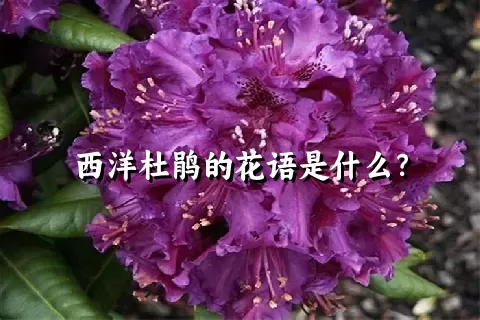 西洋杜鹃的花语是什么？