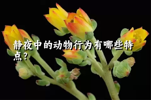 静夜中的动物行为有哪些特点？