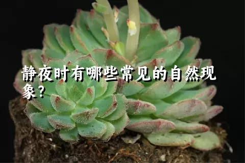 静夜时有哪些常见的自然现象？