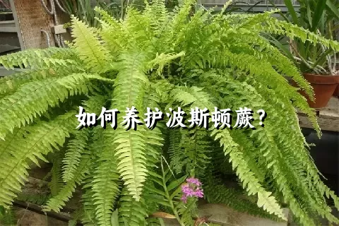 如何养护波斯顿蕨？