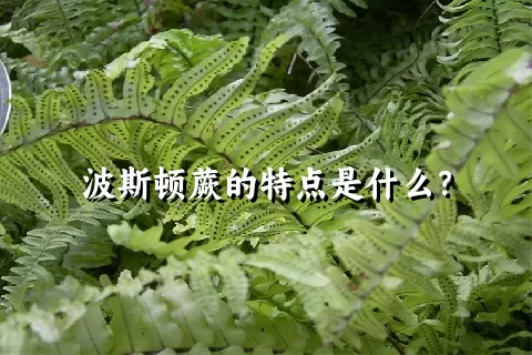 波斯顿蕨的特点是什么？