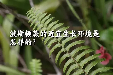 波斯顿蕨的适宜生长环境是怎样的？