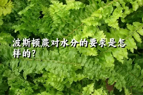 波斯顿蕨对水分的要求是怎样的？