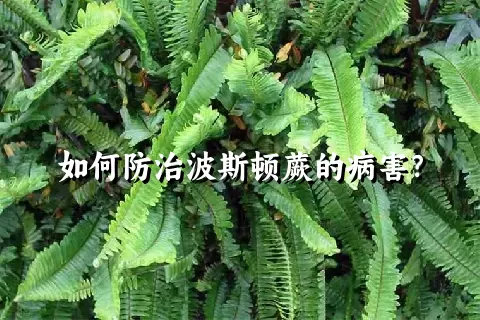 如何防治波斯顿蕨的病害？