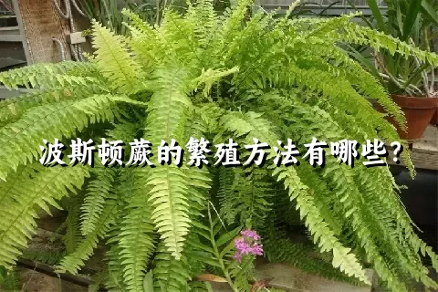 波斯顿蕨的繁殖方法有哪些？